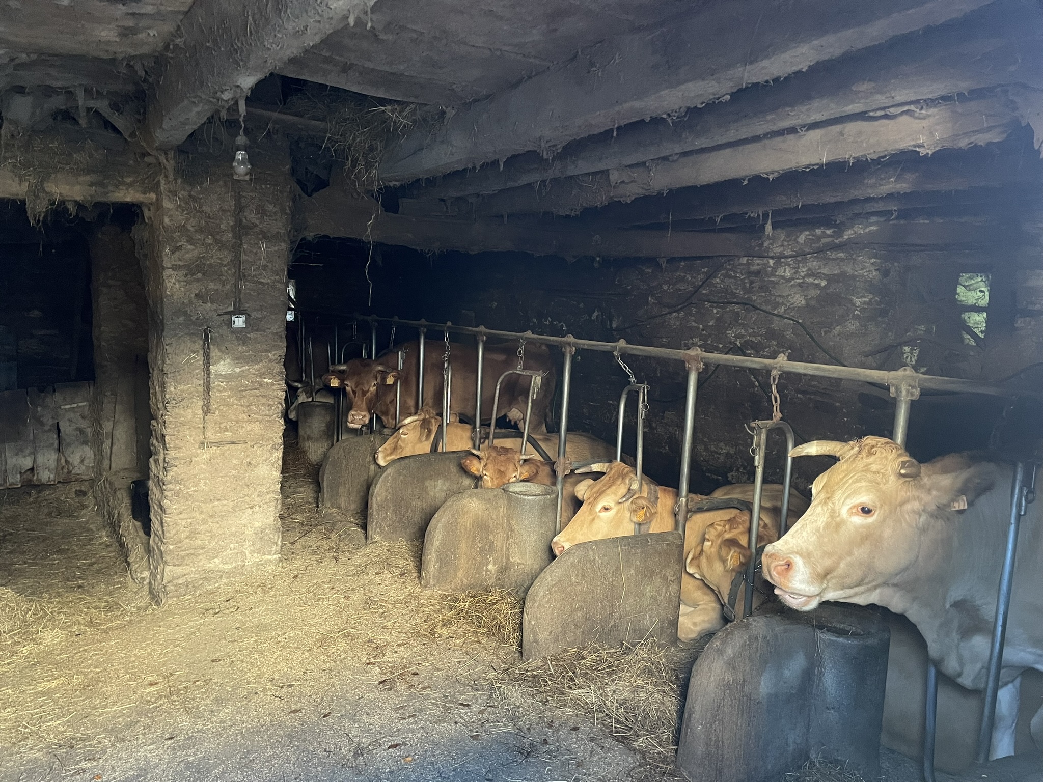 Cows in northern Spain